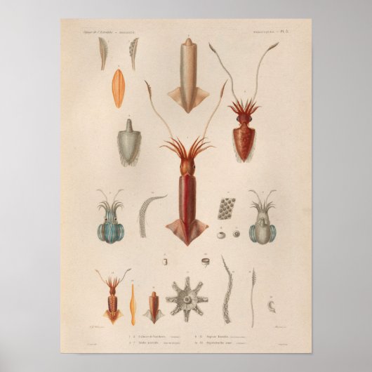 Vierkant rood blauw  Zee maakt kunst afdrukken Poster (Voorkant)