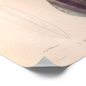 Vierkant rood Paars  Zee Scheppen Kunstafdrukken Poster (Hoek)