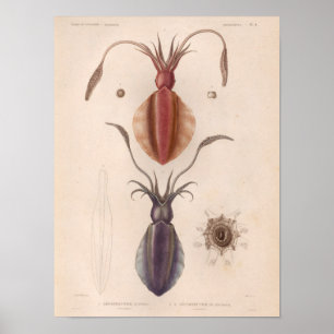 Vierkant rood Paars Zee Scheppen Kunstafdrukken Poster