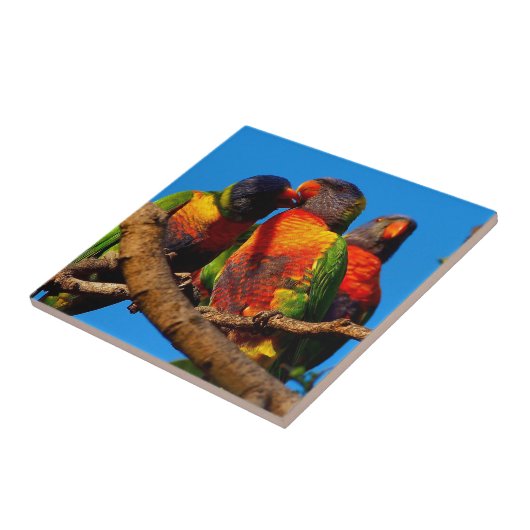 vierkant tiel van Regenboog Loriket Tegeltje (Zijkant)