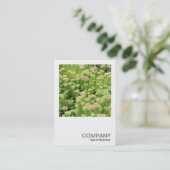 Vierkante foto 0426 - Sedum (Herfstvreugde) Visitekaartje (Staand voorkant)