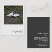 Vierkante foto 0451 - Witte duiven Visitekaartje (Voorkant / Achterkant)