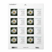 Vierkante foto - Candytuft-margriet Etiket (Full Sheet)