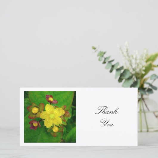 Vierkante foto - Hypericum Bedankkaart (Staand voorkant)