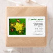 Vierkante foto - Hypericum perforatum Etiket (Insitu)