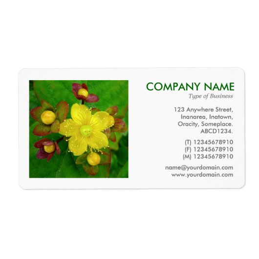 Vierkante foto - Hypericum perforatum Etiket (Voorkant)