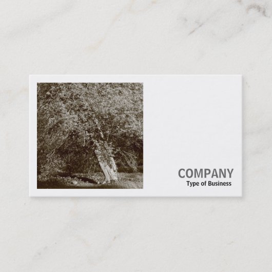 Vierkante foto (v2) - Holly Tree - Sepia Visitekaartje (Voorkant)