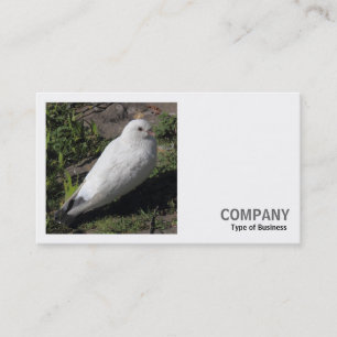 Vierkante foto (v2) - Witte duif Visitekaartje
