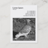 Vierkante foto (v3) - duivenband visitekaartje (Achterkant)