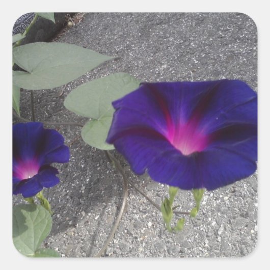 Vierkante Glanzende Bloemen Sticker (Voorkant)