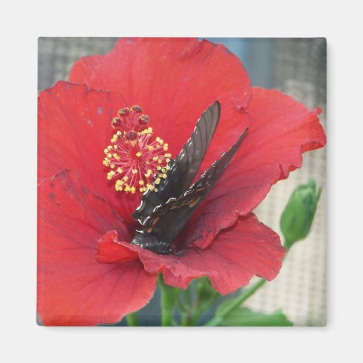 Vierkante magneet met Vlinder op rode bloem (Voorkant)