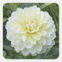 Vierkante sticker met elegante witte dahlia
