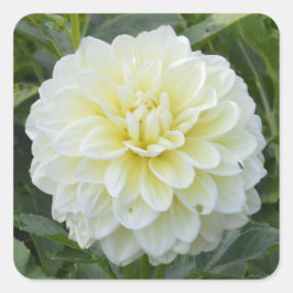 Vierkante sticker met elegante witte dahlia
