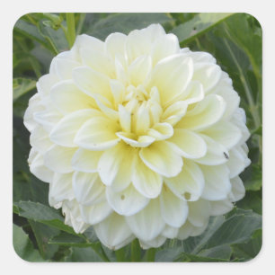 Vierkante sticker met elegante witte dahlia