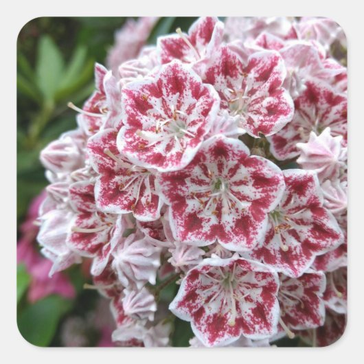 Vierkante sticker met roze en witte mountain laure (Voorkant)