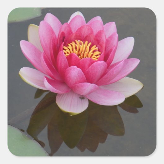 Vierkante sticker met waterLily Design (Voorkant)