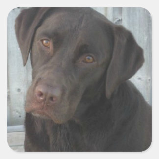Vierkante Stickers - Chocolate Lab
