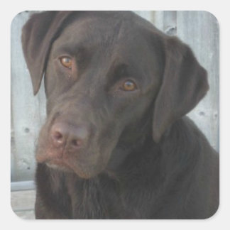 Vierkante Stickers - Chocolate Lab