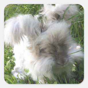 Vierkante Stickers - Engels Angora Rabbit "Bradley