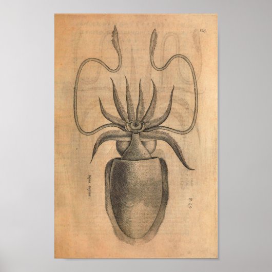  vierkantskunst Afdrukvoorbeeld Zee Life Illustrat Poster (Voorkant)