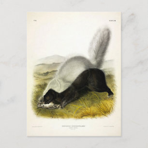 Vierluiken van Audubon van Skunk (Texan Skunk) Briefkaart