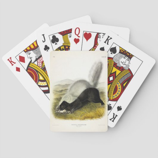 Vierluiken van Audubon van Skunk (Texan Skunk) Pokerkaarten (Achterkant)