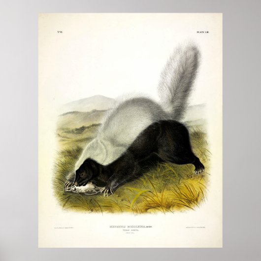 Vierluiken van Audubon van Skunk (Texan Skunk) Poster (Voorkant)