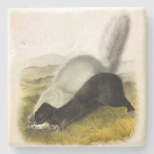 Vierluiken van Audubon van Skunk (Texan Skunk) Stenen Onderzetter