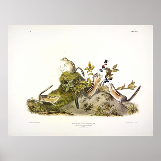 Vierstripsgewijze Ground Squirrel, of Colorado Chi Poster (Voorkant)