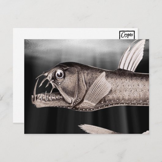 Viervis Briefkaarten (Voorkant / Achterkant)