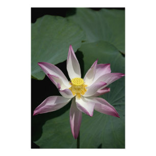 Vietnam, bij Saigon) Mijn Tho. Vinh Trang 2 Foto Afdruk