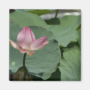 Vietnam, bij Saigon) Mijn Tho. Vinh Trang 2 Magneet