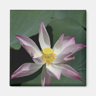 Vietnam, bij Saigon) Mijn Tho. Vinh Trang Magneet