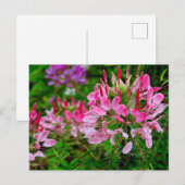 Vietnam - flower on Ha Giang plateau Feestdagenkaart (Voorkant / Achterkant)