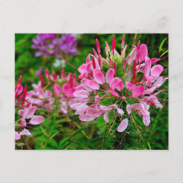 Vietnam - flower on Ha Giang plateau Feestdagenkaart