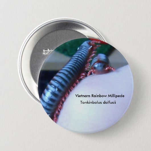 Vietnam Rainbow Millipede (Tonkinbolus dolfusii) Ronde Button 7,6 Cm (Voorkant /achterkant)