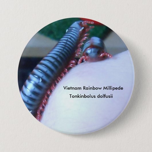 Vietnam Rainbow Millipede (Tonkinbolus dolfusii) Ronde Button 7,6 Cm (Voorkant)