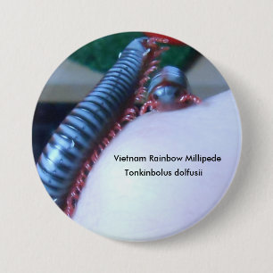 Vietnam Rainbow Millipede (Tonkinbolus dolfusii) Ronde Button 7,6 Cm