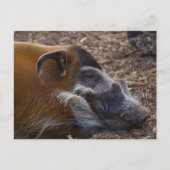 Vietnamees briefkaart (Voorkant)