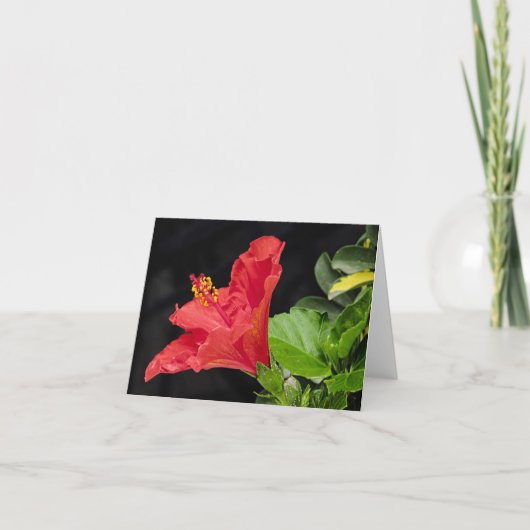 Vietnamese hibiscus all Occasion Notecard Bedankkaart (Voorkant)