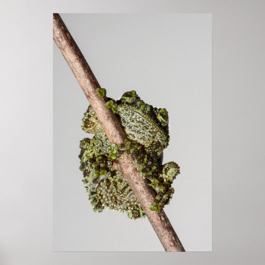 Vietnamese Mossy Frog on a Branch Poster (Voorkant)