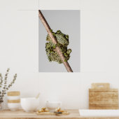 Vietnamese Mossy Frog on a Branch Poster (Keuken)