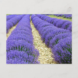 View of lavender fields in the Drôme Provençale Feestdagenkaart