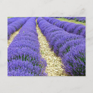 View of lavender fields in the Drôme Provençale Feestdagenkaart