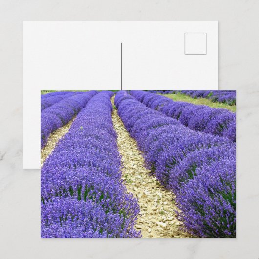 View of lavender fields in the Drôme Provençale Feestdagenkaart (Voorkant / Achterkant)