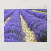 View of lavender fields in the Drôme Provençale Feestdagenkaart (Voorkant)