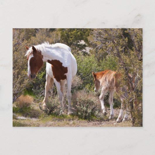 Vigilant moeder briefkaart (Voorkant)