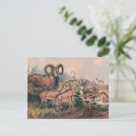 Vigne's Wilde Sheep van Joseph Wolf Briefkaart (Staand voorkant)