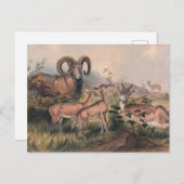 Vigne's Wilde Sheep van Joseph Wolf Briefkaart (Voorkant / Achterkant)