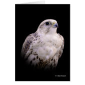 Vignetted Portret van een Inquisitive Saker Falcon (Voorkant)
